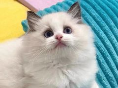 -喵zoo家庭繁育猫舍(尖东智能花园店)