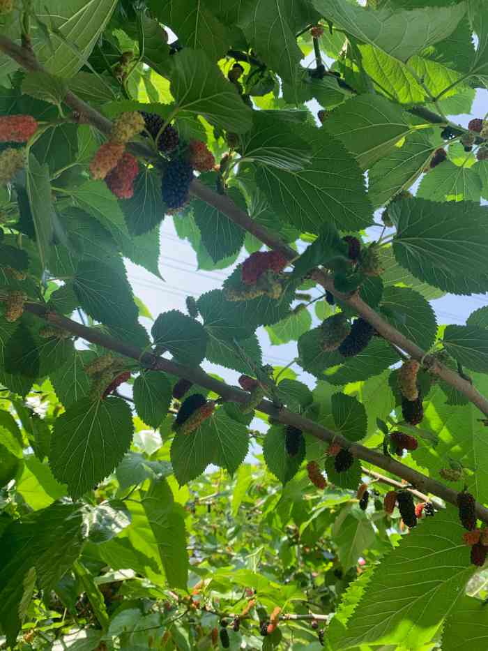 天宫庄园-"一路走过!95儿盛开!桑果新鲜甜美爽口!"-大众点评移动版