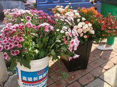 -哈尔滨道外花鸟鱼市场