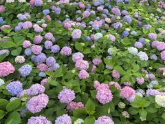 -金银湖国家城市湿地公园