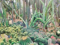 -深圳仙湖植物园