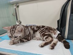 -小伙伴宠物医院•急重症转诊中心·老年专科·犬猫全科(北大街总院)