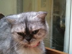 -猫色咖啡·猫咖