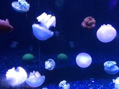 -欢乐海岸海洋奇梦馆