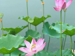 -莲花池公园