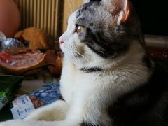 -猫大福·Fortune Cat猫舍(百子湾店)