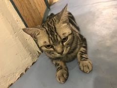 -猫色咖啡·猫咖