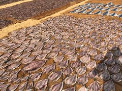 -尼甘布海鲜市场