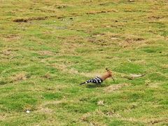 -海南清水湾莱佛士酒店