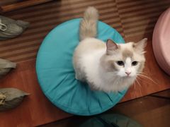 -MOCHA明星猫咖(田子坊店)