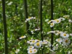 -上海滨江森林公园