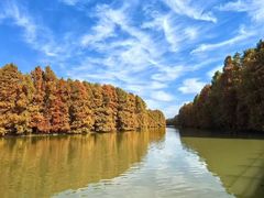 -上海海湾国家森林公园