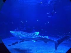 -烟台海昌鲸鲨海洋公园