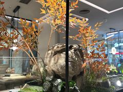 -绿茶餐厅(青岛城阳万象汇店)