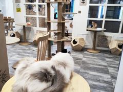 -楼上猫咖(罗湖店)