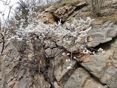 -北京十三陵国家森林公园蟒山景区