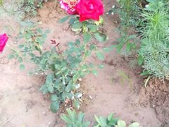 -延安杨家岭革命旧址