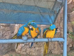 -西霞口神雕山野生动物世界