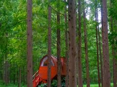 -黄海国家森林公园