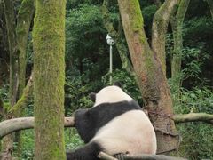 -都江堰中华大熊猫苑