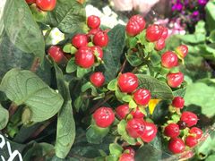 -桂林市花鸟市场