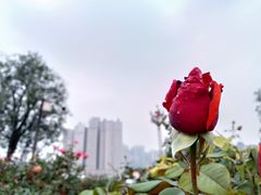 -渭滨公园