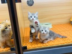 -欣宠猫屋·矮脚拿破仑·蓝金金渐层
