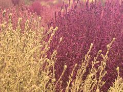 -天津东丽湖风景区