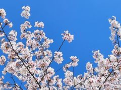 -高东镇樱花园