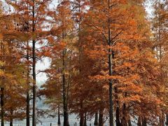 -白鹭湾湿地公园