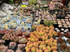 -梅陇花鸟市场-停车场