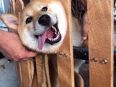-柴犬高等学院·狗咖·柴犬售卖·宠物训练