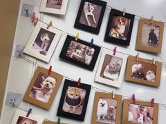 -瑞派康怡24h宠物医院·犬猫医疗中心·微创绝育(瑞景分院)