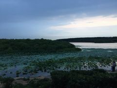 -丁香湖公园