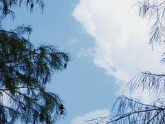 -深圳仙湖植物园