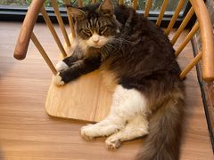 -豆逗聊愈猫阁Easy Life
