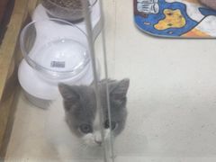 -糯米喵星人总部直营旗舰店·猫舍·幼猫出售
