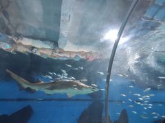 -海合安武汉极地海洋公园