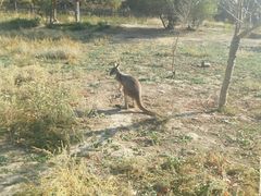 -新疆天山野生动物园