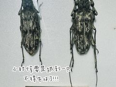 -上海昆虫博物馆