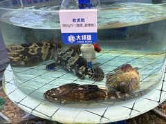 -大锅强·蒸海鲜青岛菜(吾悦广场店)