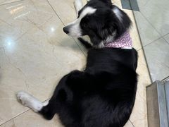 -瑞派申生动物医院·24H夜诊·国际动物医疗中心·骨外科(吴中路店)