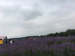 -大塘金香草谷