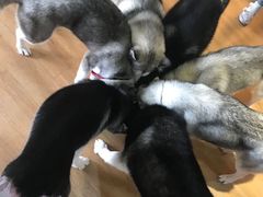 -Husky Go! 哈士奇体验馆·宠物咖啡厅狗咖