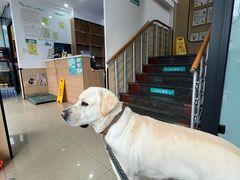 -瑞派天使宠物医院·神经外科·骨科·核磁(洛川中路店)
