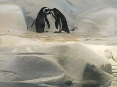 -上海海洋水族馆