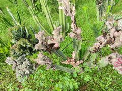 -松山湖梦幻百花洲