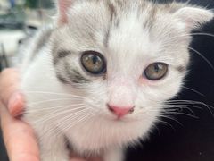 -青石桥花鸟鱼虫市场(叠翠城店)