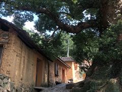 -杨家堂村