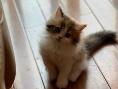 -关爱宠物医院·猫科中心·消化科(滨湖万达分院)